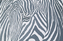 %_tempFileNamezebra%20by%20Bozena%20Szymsiak,%20oil%20on%20canvas,%202012%